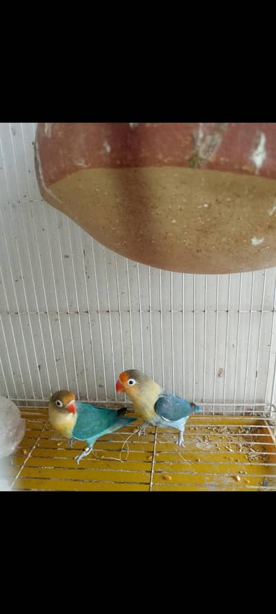 Love Birds Parrot Breeder Pair for Sale