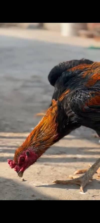 Aseel Thai Heera male and lasani or Heera chicks available top quality