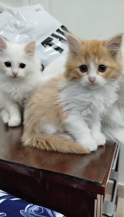 Persian kittens pair