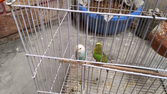 2 breedr pair hain ek bar breed kr chukhy hain  jis ko b chey rabta kr