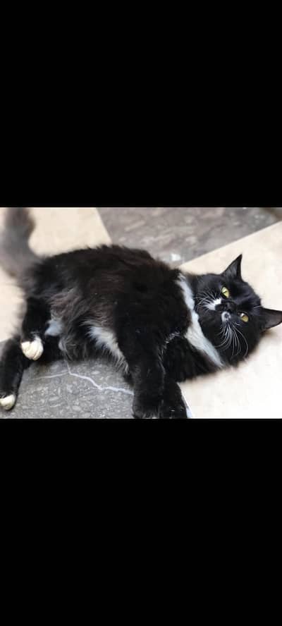 black Persian cat for sale