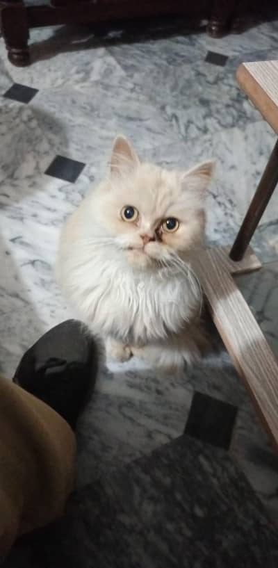 punch face fawn color pure breed