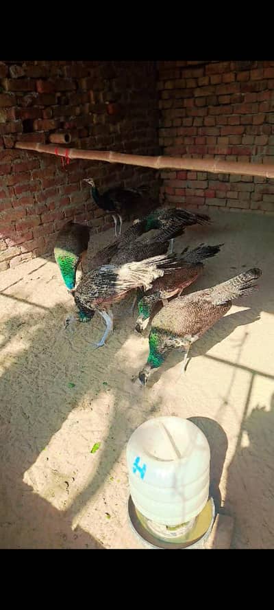 Moor Chicks - Peacock Chicks - Moor Kai Bacha