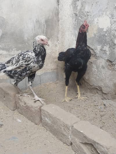 Miawally cross tai age 9 months