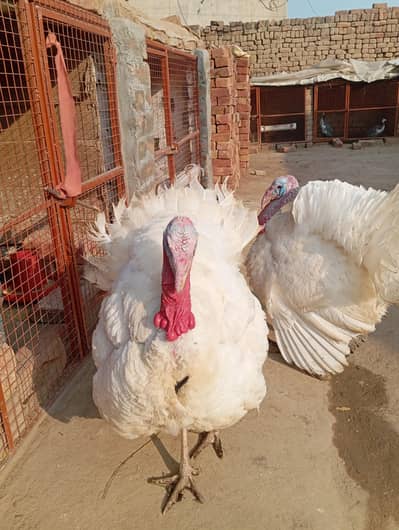 White Turkey Burd ,  Turkey Bird for Sale