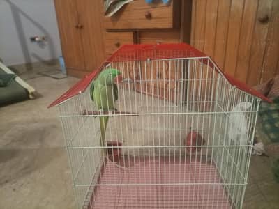 Pahari male with cage