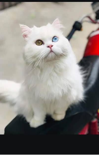 “5 Month Old Male White Cat for Sale – Healthy & Active”
