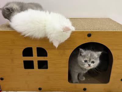 Persian good breed kittens avail. WhatsAp=O310-3699468