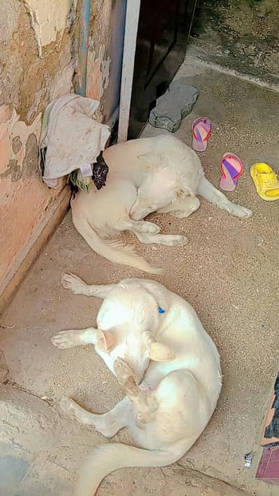 5 month pair russian toy breed