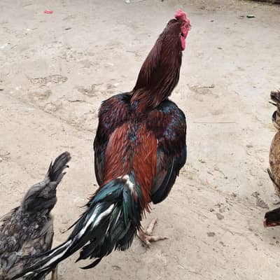 main wali aseel murga