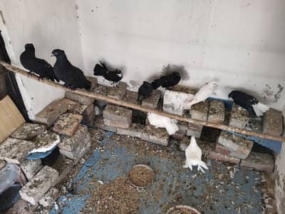 luckay kabootar for sale