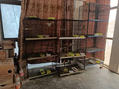 Love birds setup for sale