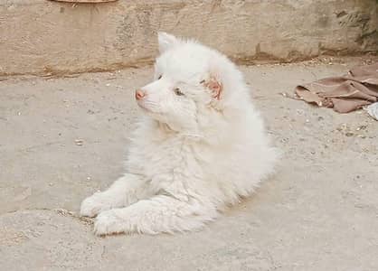 Russian dog Pink nose