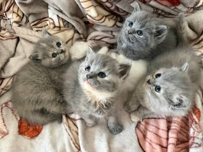 Persian good breed kittens avail. WhatsAp=O310-3699468