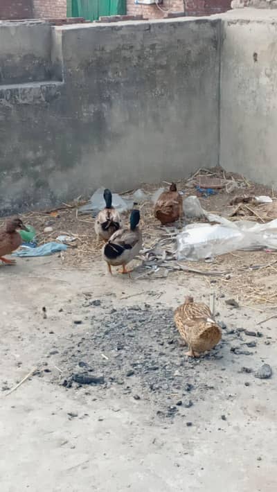 khaki Campbell egg laying duck for sale