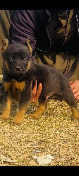 German shepher mail for sale active and healthy