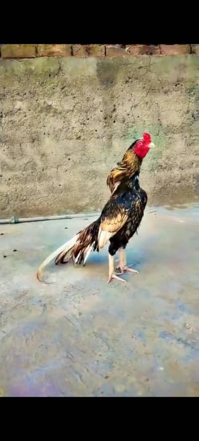 High quality aseel male