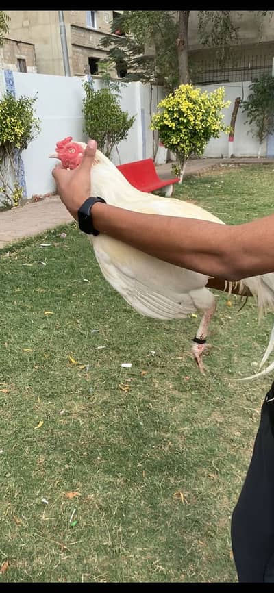 Hera Murga White eyes