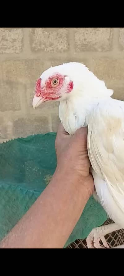 hera murgi paper white hai first time egg lyling