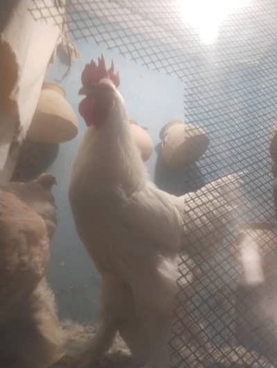 white buff golden brahma pair