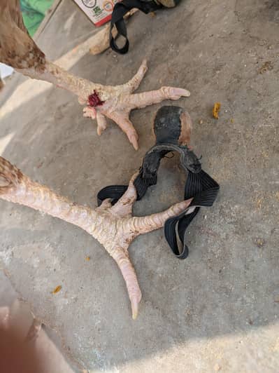 pure band gaddi maddi  for sale