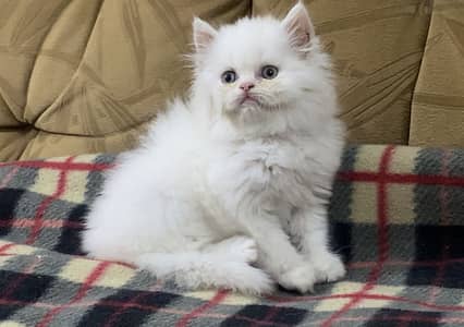 Male kitten available for sale