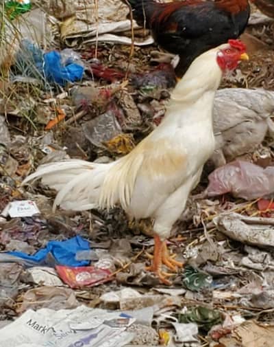 Assel murga white assel