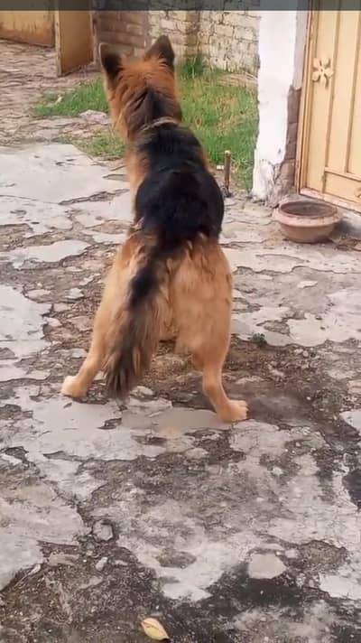 German shepherds and pagyari cars full active full beautiful healthy