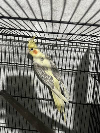 Cockatiel fallow
