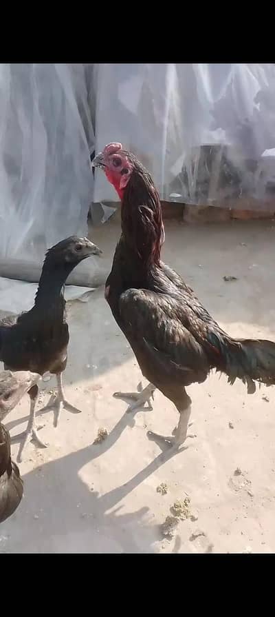 dragon eggs available ha