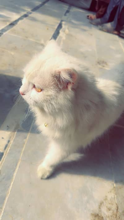 Persian Cat | Persian Kittens | Triple Coated Male Cat For Sale