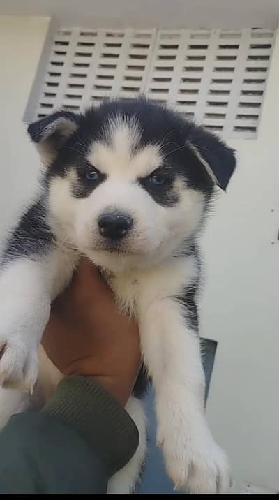 urgent sell 03475981324