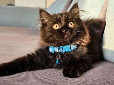 Persian good breed kittens avail. WhatsAp=O310-3699468