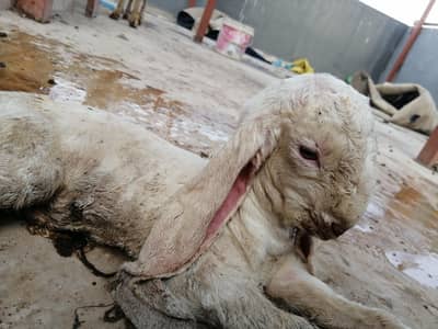 6 teeth bakri 2 bacho kay sath