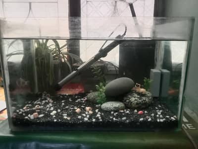 aquarium tank for sale with 2 fishes