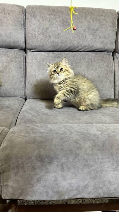 Persian good breed kittens avail. WhatsAp=O310-3699468