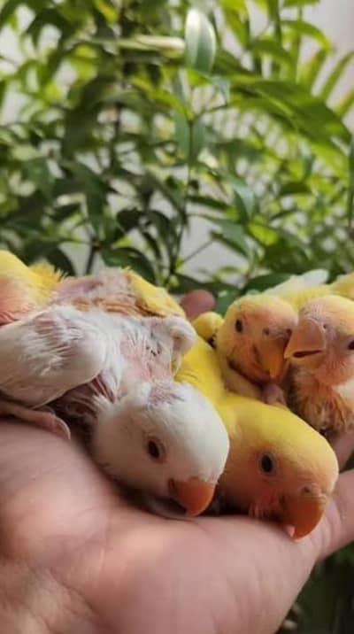 love flying tame or hand tame chicks