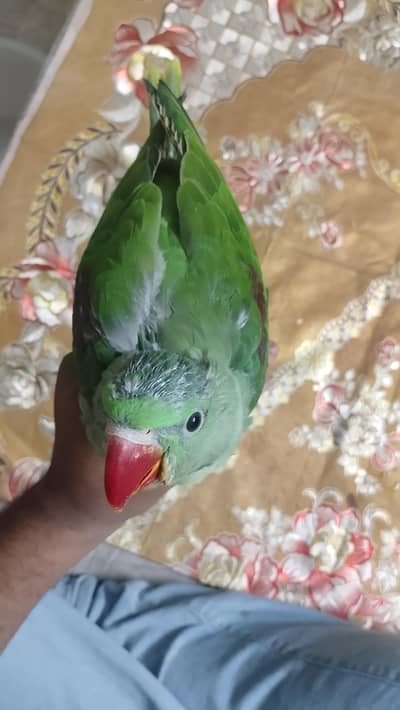 Kashmiri Pahari Parrot