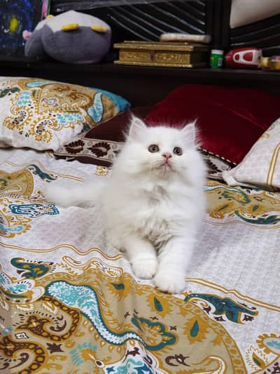 Persian good breed kittens avail. WhatsAp=O310-3699468