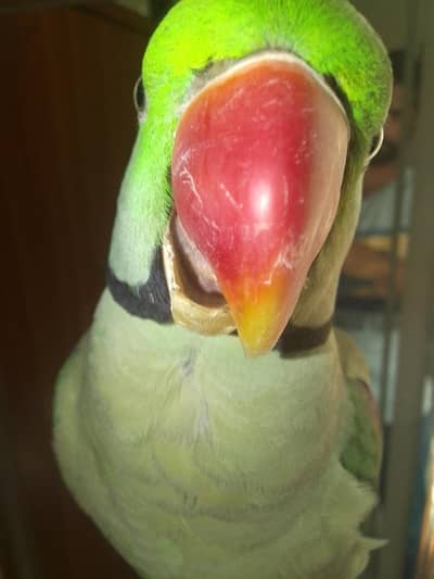 raw parrot