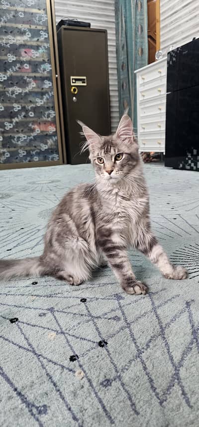 salam to all frends i have a beautifull male cat