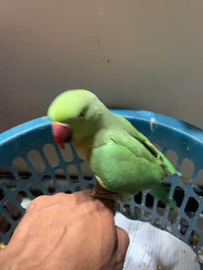 Parrot for sale