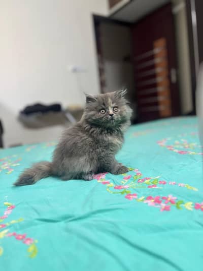 Persian good breed kittens avail. WhatsAp=O310-3699468