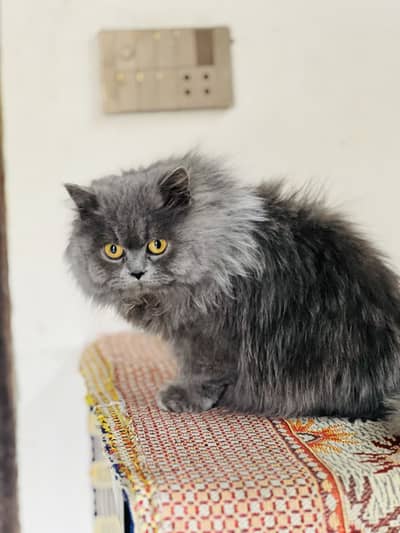 Gray triple coated female cat