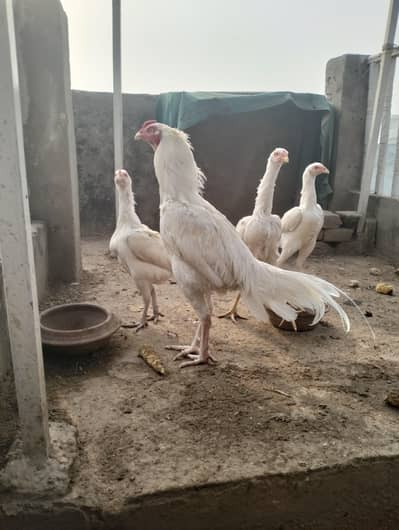Aseel Heera chicks pure Paper white