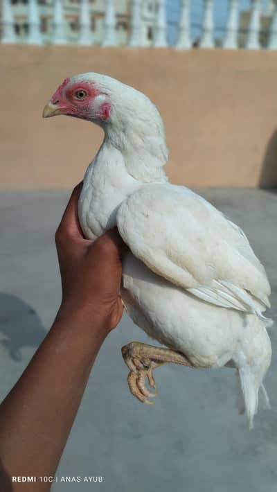 Aseel Heera Madi for sale zero size