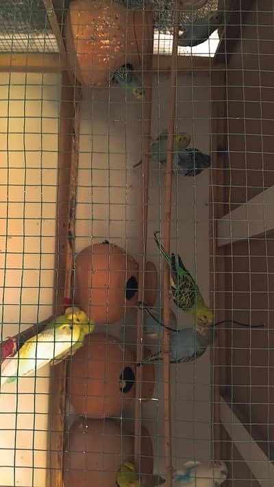 Budgies parrot cage