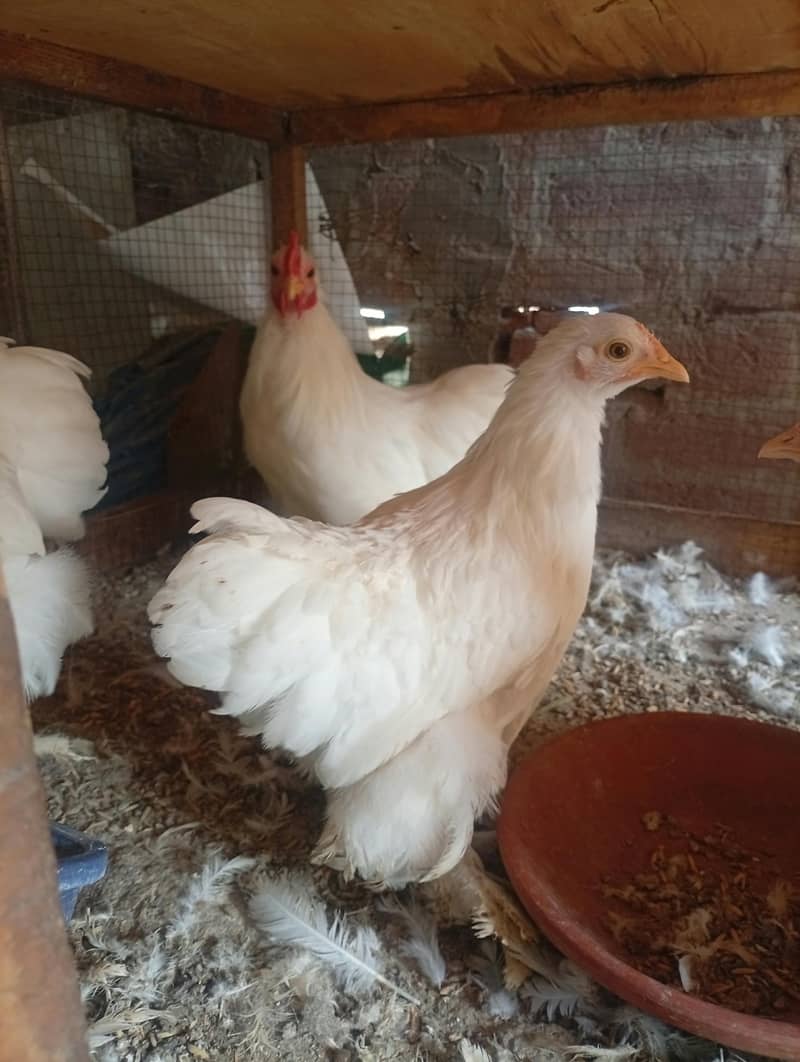 White Bantam 4