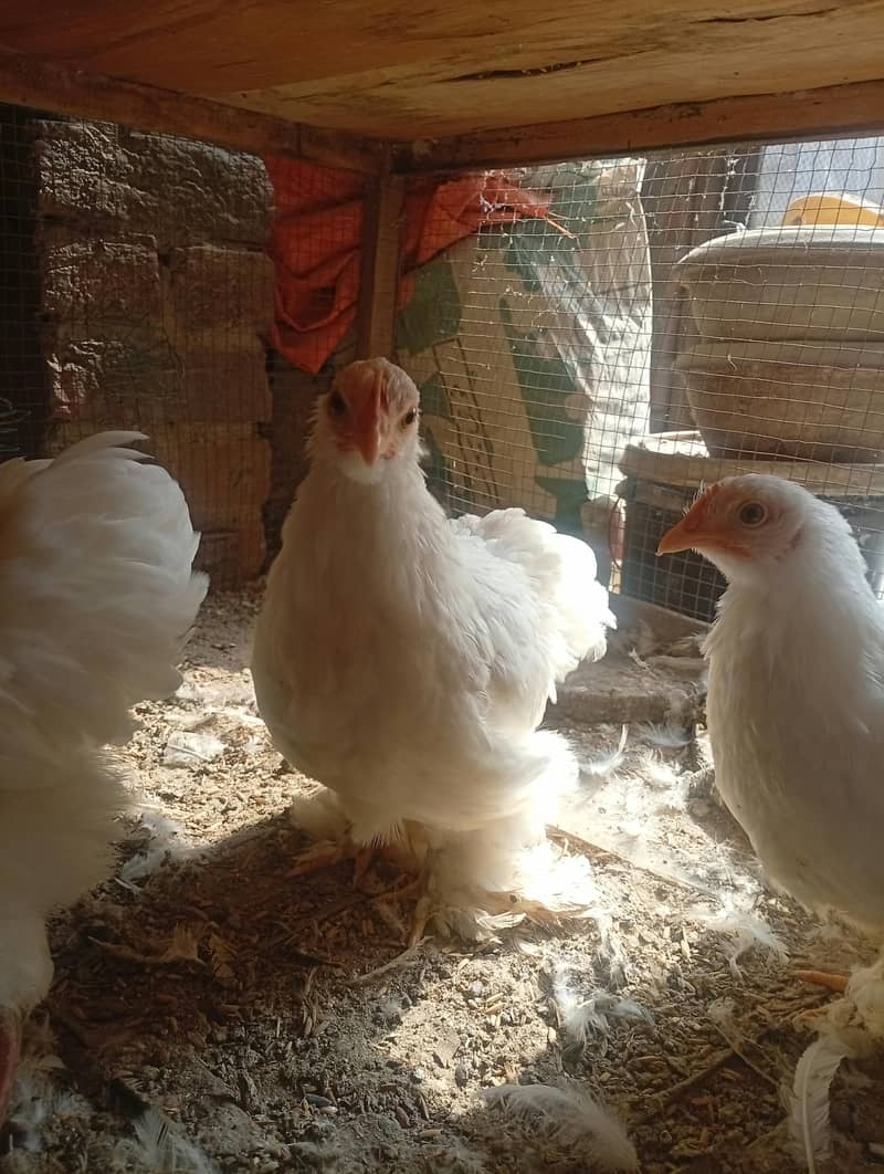 White Bantam 5