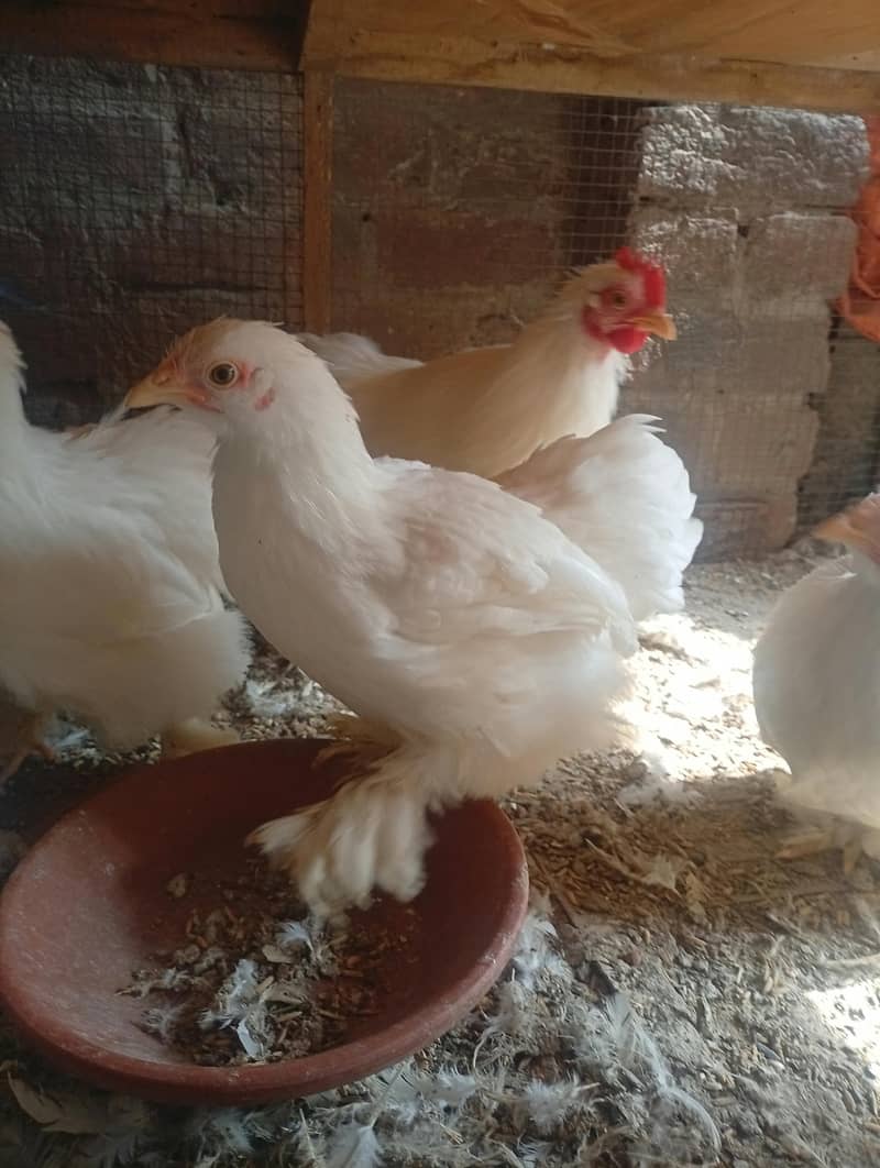 White Bantam 6
